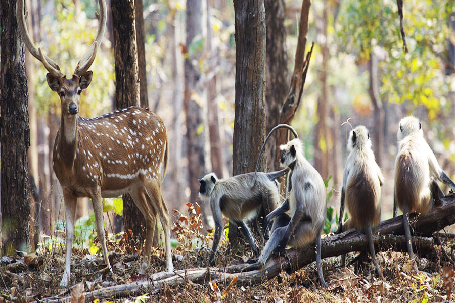 TADOBA NAGZIRA AND PENCH NATIONAL PARK TOUR PACKAGE